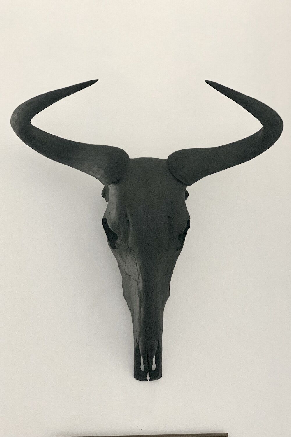 Black Wildebeest Skull