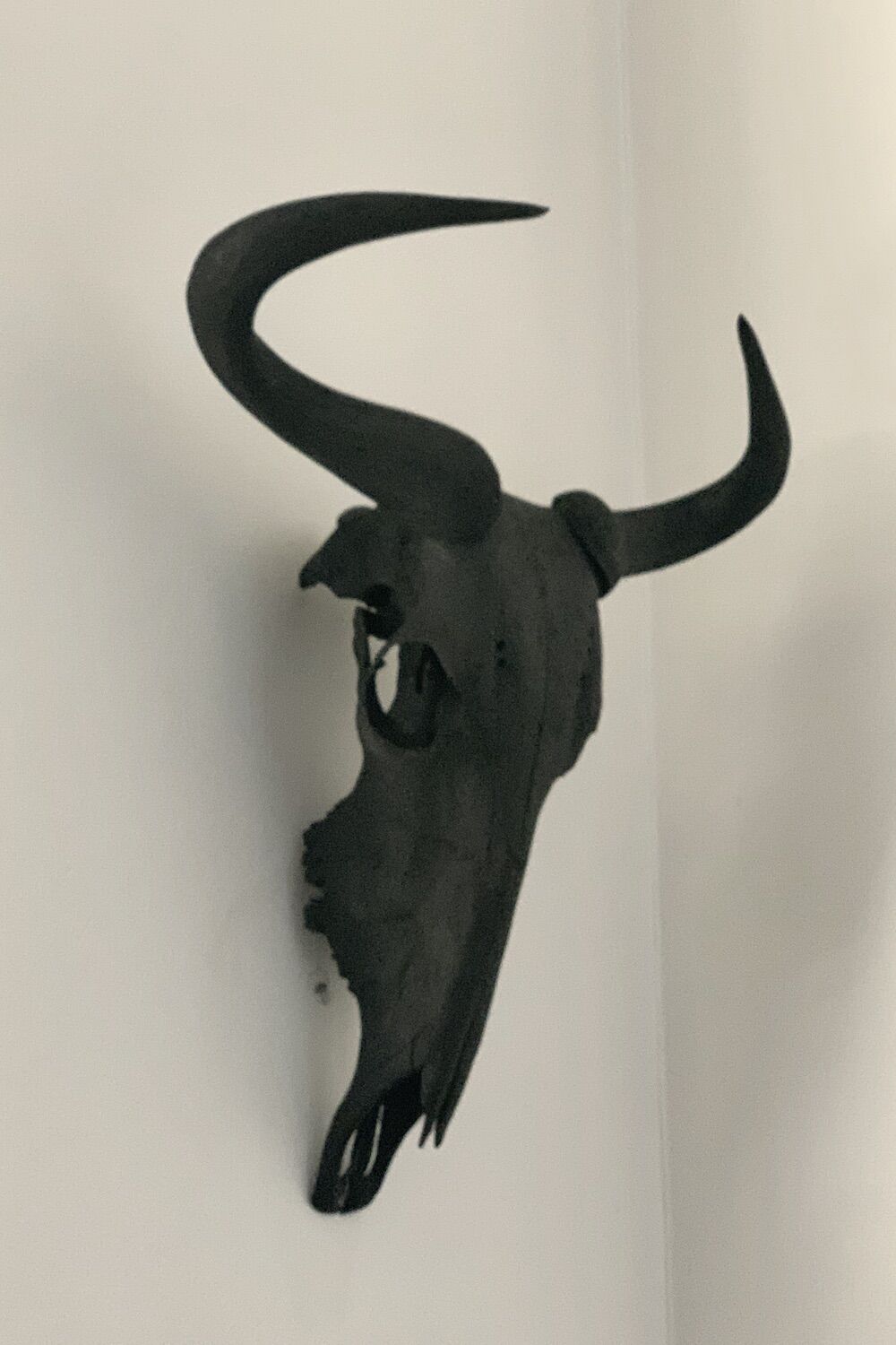 Black Wildebeest Skull - Image 2