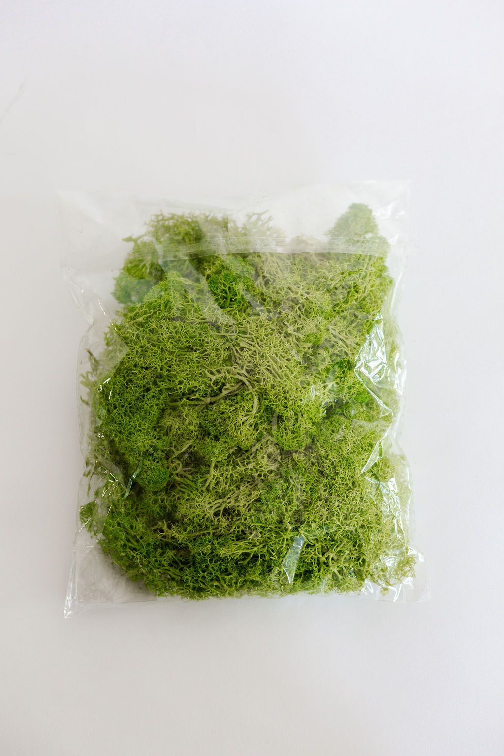 Iceland Moss - Image 2