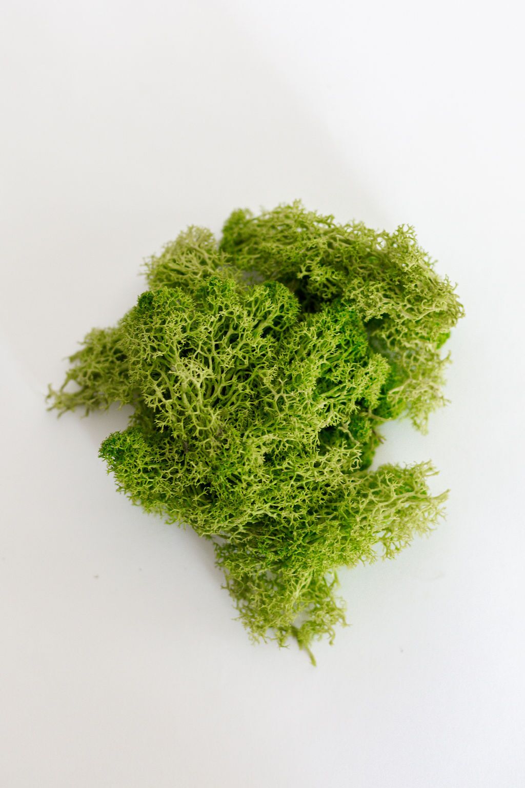Iceland Moss
