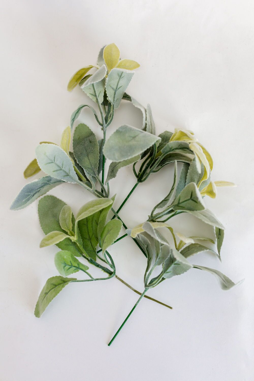 Lamb's Ear Sprigs - Image 2